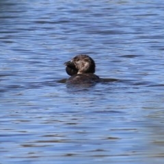 Biziura lobata (Musk Duck) at Splitters Creek, NSW - 29 Nov 2020 by KylieWaldon