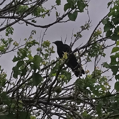 Eudynamys orientalis (Pacific Koel) at Kambah, ACT - 29 Nov 2020 by RosemaryRoth