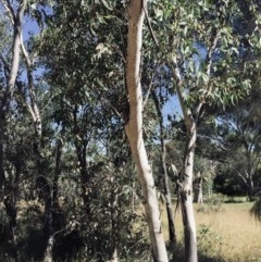 Eriococcidae sp. on Eucalyptus blakelyi (Felted scale on Eucalyptus blakelyi) at Hackett, ACT - 24 Nov 2020 by JenniM