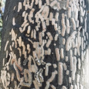 Eriococcidae sp. on Eucalyptus blakelyi at Hackett, ACT - 25 Nov 2020