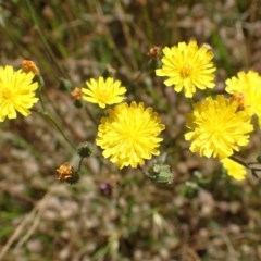 Crepis capillaris (Smooth Hawksbeard) at Mount Painter - 1 Dec 2020 by RWPurdie