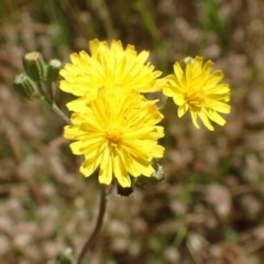 Crepis capillaris at Cook, ACT - 1 Dec 2020