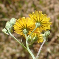 Crepis capillaris at Cook, ACT - 1 Dec 2020 11:17 AM