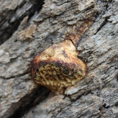 Hexagonia vesparia (Wasp Nest Polypore) at O'Connor Ridge to Gungahlin Grasslands - 1 Dec 2020 by maura