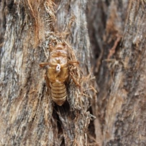 Yoyetta robertsonae at Kaleen, ACT - 30 Nov 2020 11:44 AM