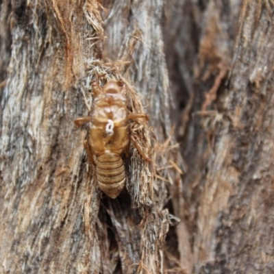 Yoyetta robertsonae (Clicking Ambertail) at Kaleen, ACT - 30 Nov 2020 by maura