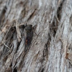 Yoyetta robertsonae at Kaleen, ACT - 30 Nov 2020 11:44 AM