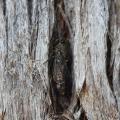 Yoyetta robertsonae at Kaleen, ACT - 30 Nov 2020 11:44 AM