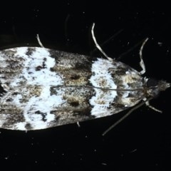 Eudonia protorthra (A Scopariine moth) at Ainslie, ACT - 30 Nov 2020 by jbromilow50