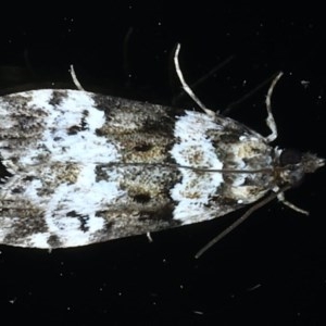 Eudonia protorthra at Ainslie, ACT - 30 Nov 2020 10:49 PM