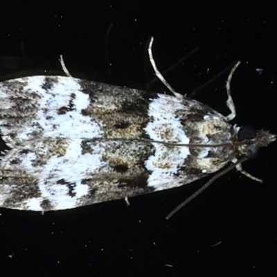 Eudonia protorthra (A Scopariine moth) at Ainslie, ACT - 30 Nov 2020 by jbromilow50