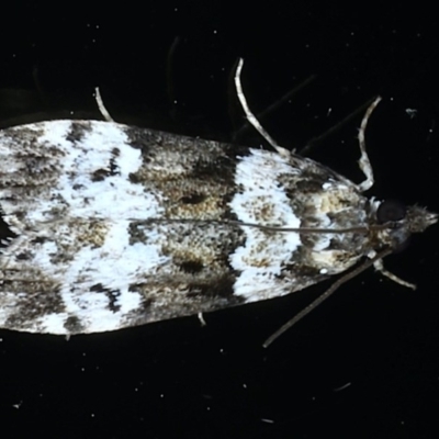 Eudonia protorthra (A Scopariine moth) at Ainslie, ACT - 30 Nov 2020 by jb2602