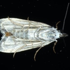 Eudonia protorthra at Ainslie, ACT - 30 Nov 2020 10:49 PM