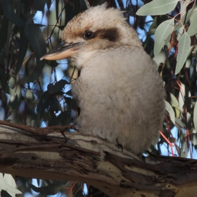 Dacelo novaeguineae (Laughing Kookaburra) at Tuggeranong Hill - 11 Jun 2017 by MichaelBedingfield