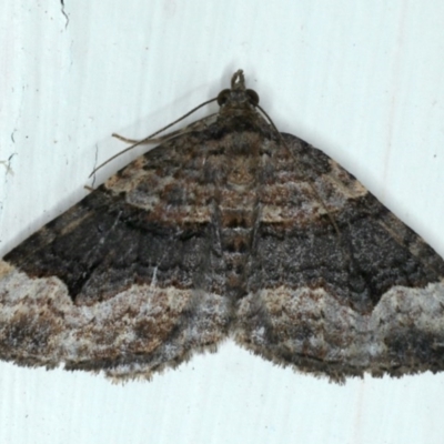 Epyaxa subidaria (Subidaria Moth) at Ainslie, ACT - 30 Nov 2020 by jb2602