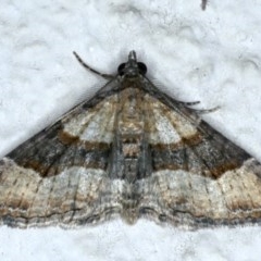 Epyaxa subidaria (Subidaria Moth) at Ainslie, ACT - 30 Nov 2020 by jbromilow50