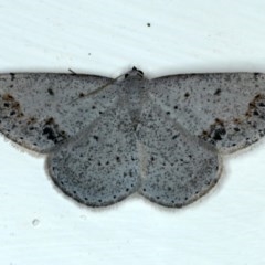 Taxeotis intextata (Looper Moth, Grey Taxeotis) at Ainslie, ACT - 30 Nov 2020 by jbromilow50