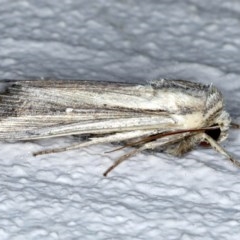 Leucania stenographa at Ainslie, ACT - 30 Nov 2020