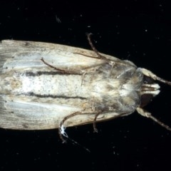 Leucania stenographa at Ainslie, ACT - 30 Nov 2020