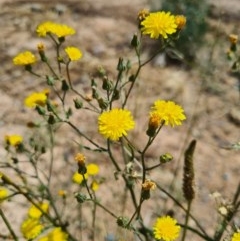 Crepis capillaris (Smooth Hawksbeard) at Denman Prospect, ACT - 1 Dec 2020 by AaronClausen