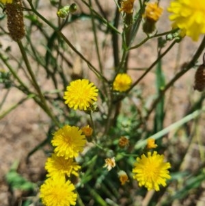 Crepis capillaris at Denman Prospect, ACT - 1 Dec 2020