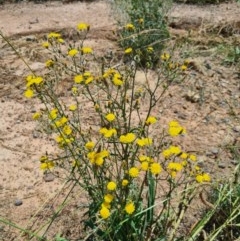 Crepis capillaris at Denman Prospect, ACT - 1 Dec 2020