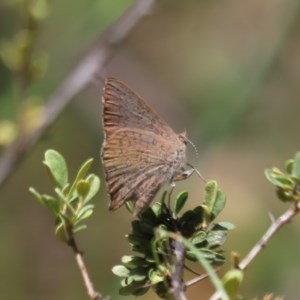 Paralucia pyrodiscus at Theodore, ACT - 1 Dec 2020