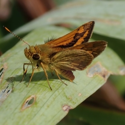 Ocybadistes walkeri (Green Grass-dart) at Spence, ACT - 24 Nov 2020 by Laserchemisty