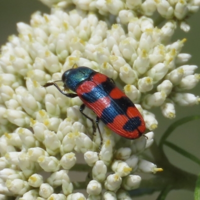 Castiarina crenata (Jewel beetle) at Tuggeranong DC, ACT - 1 Dec 2020 by owenh