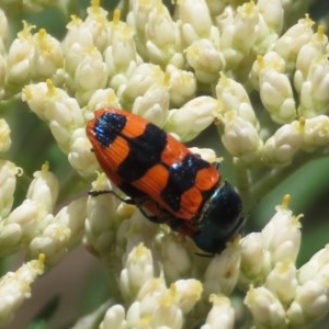 Castiarina crenata at Tuggeranong DC, ACT - 1 Dec 2020