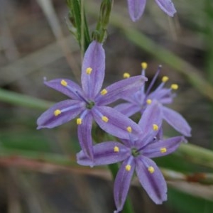 Caesia calliantha at Fraser, ACT - 26 Nov 2020