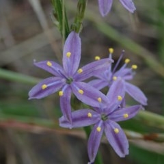 Caesia calliantha (Blue Grass-lily) at Fraser, ACT - 26 Nov 2020 by Laserchemisty