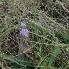 Caesia calliantha at Fraser, ACT - 26 Nov 2020