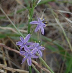 Caesia calliantha at Fraser, ACT - 26 Nov 2020