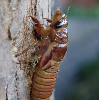 Yoyetta robertsonae (Clicking Ambertail) at Spence, ACT - 29 Nov 2020 by Laserchemisty