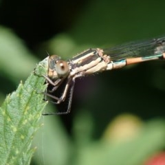 Austrolestes leda (Wandering Ringtail) at Spence, ACT - 23 Nov 2020 by Laserchemisty