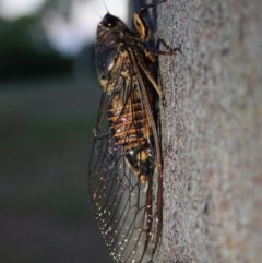 Yoyetta robertsonae (Clicking Ambertail) at Fraser, ACT - 30 Nov 2020 by Laserchemisty