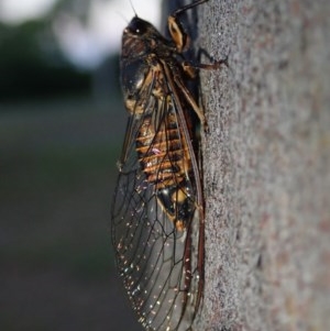 Yoyetta robertsonae at Fraser, ACT - 30 Nov 2020 07:00 PM