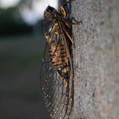 Yoyetta robertsonae (Clicking Ambertail) at Mount Rogers - 30 Nov 2020 by Laserchemisty