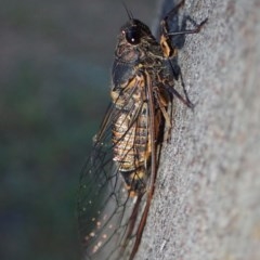 Yoyetta robertsonae at Fraser, ACT - 30 Nov 2020 07:00 PM