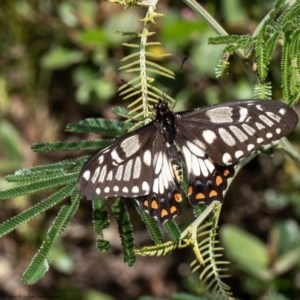 Papilio anactus at Acton, ACT - 1 Dec 2020