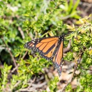 Danaus plexippus at Acton, ACT - 1 Dec 2020 09:16 AM