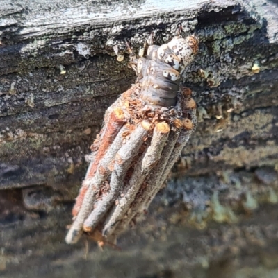 Clania lewinii (Lewin's case moth) at Denman Prospect, ACT - 1 Dec 2020 by AaronClausen