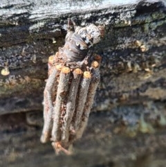 Clania lewinii & similar Casemoths at Denman Prospect, ACT - 1 Dec 2020