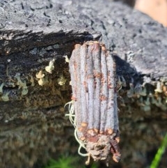 Clania lewinii & similar Casemoths at Denman Prospect, ACT - 1 Dec 2020