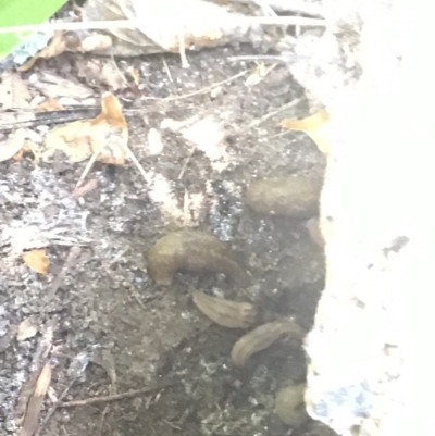 Ambigolimax sp. (valentius and waterstoni) (Striped Field Slug) at Chisholm, ACT - 1 Dec 2020 by CCS