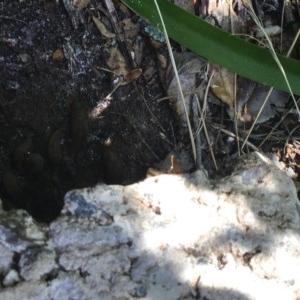 Ambigolimax sp. (valentius and waterstoni) at Chisholm, ACT - 1 Dec 2020