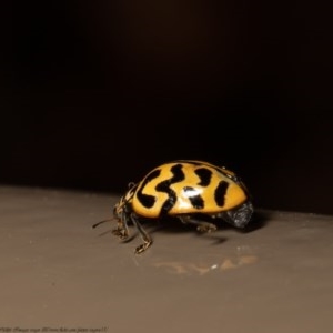 Cleobora mellyi at Acton, ACT - 1 Dec 2020