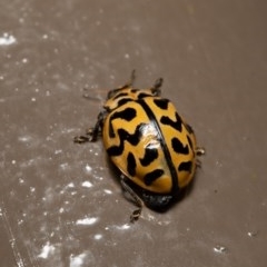 Cleobora mellyi at Acton, ACT - 1 Dec 2020