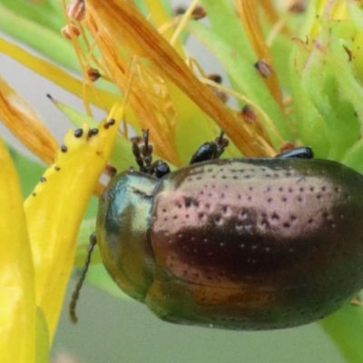 Chrysolina quadrigemina (Greater St Johns Wort beetle) at O'Connor, ACT - 30 Nov 2020 by ConBoekel